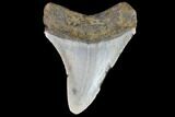 Fossil Megalodon Tooth - North Carolina #101238-1